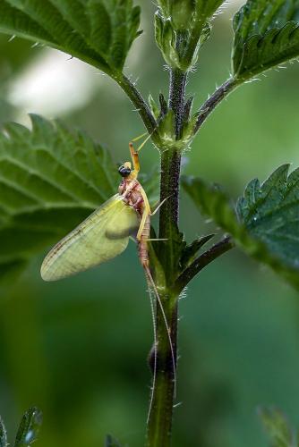 Heptagenia flava